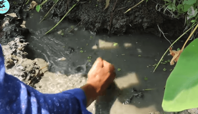 Un joven compartió en YouTube el hallazgo que hizo dentro de un extraño hoyo de barro, donde descubrió misteriosos peces con un aspecto aterrador