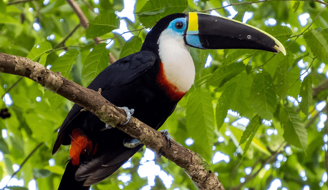 Autoridades recuerdan prohibición de tener especies silvestres en cautiverio