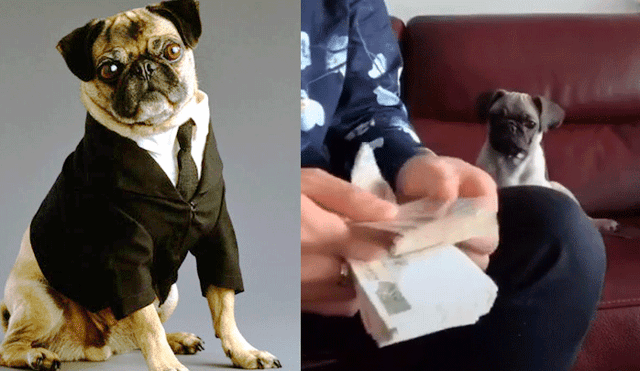 Facebook: perro ayuda a su amo a contar fajo de billetes usando curiosa técnica [VIDEO]