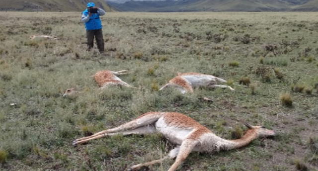 Descarga eléctrica provocó la muerte de cinco vicuñas.