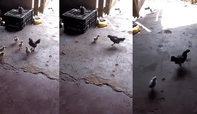 YouTube Viral: Pollito encara a gallo abusivo y lo obliga a escapar [VIDEO]
