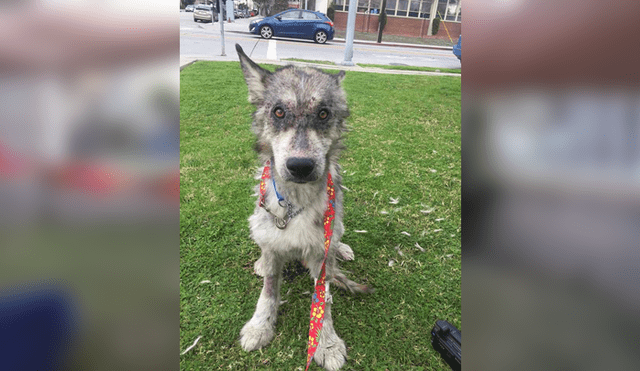 Desliza para ver las fotos de este perro que enamoró a todos en Facebook. Foto: Captura.