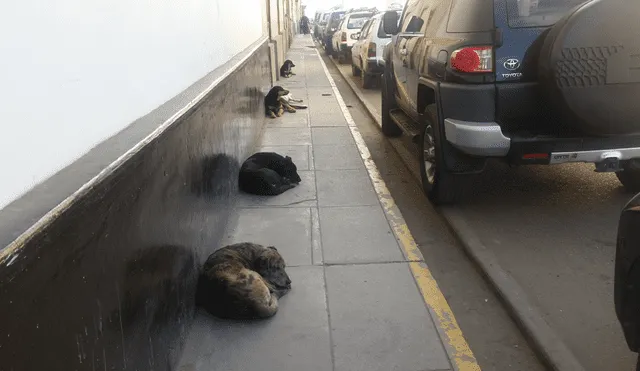 Universitarios trabajaran para mejorar condiciones de perros callejeros.