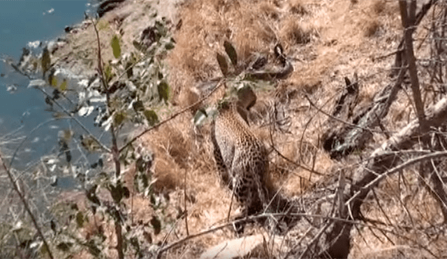 Feroz leopardo acecha a pitón gigante, la ataca por el cuello y sucede lo inesperado [VIDEO] 