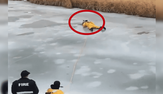Facebook: el angustiante rescate de un perro atrapado en el hielo [VIDEO]