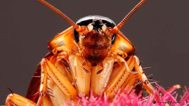 Las cucarachas se vuelven cuatro veces más resistentes tras sobrevivir a insecticidas. Foto: Difusión.