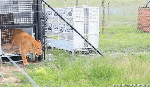 Operación Libertad: rescatan 17 felinos de un circo y los trasladan a reserva natural en Sudáfrica [VIDEO] 