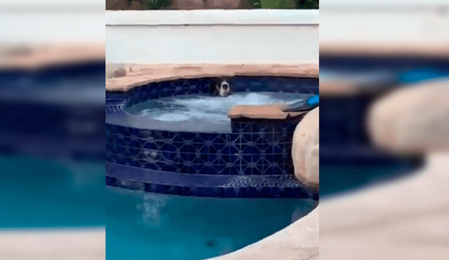 En Facebook, una familia estaba aterrada al percatarse de la presencia de un animal en su piscina.
