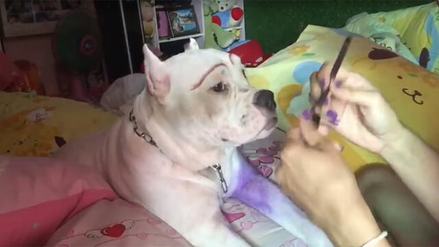 Facebook: Le aplica maquillaje a su mascota y el resultado impresiona a todos [VIDEO]