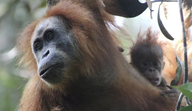 especie de orangután