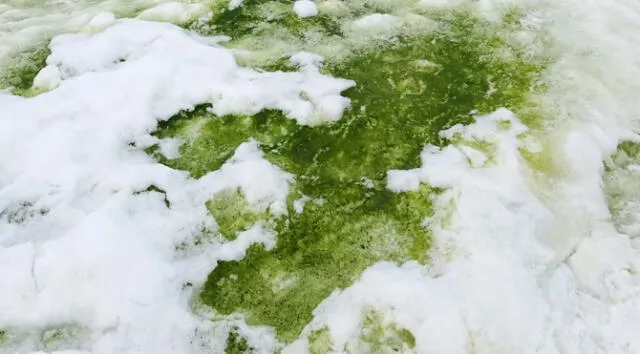 A handout picture taken in 2018 and released on May 19, 2020 by the University of Cambridge and Matthew Davey shows green snow algae in Rothera Point, Adelaide Island, Antarctica. - Parts of the Antarctic Peninsula will change colour as "green snow" caused by blooming algae is expected to spread as global temperatures increase, new research showed on May 19, 2020. (Photo by Matthew Davey / University of Cambridge / AFP) / RESTRICTED TO EDITORIAL USE - MANDATORY CREDIT "AFP PHOTO / MATTHEW DAVEY / UNIVERSITY OF CAMBRIDGE " - NO MARKETING - NO ADVERTISING CAMPAIGNS - DISTRIBUTED AS A SERVICE TO CLIENTS