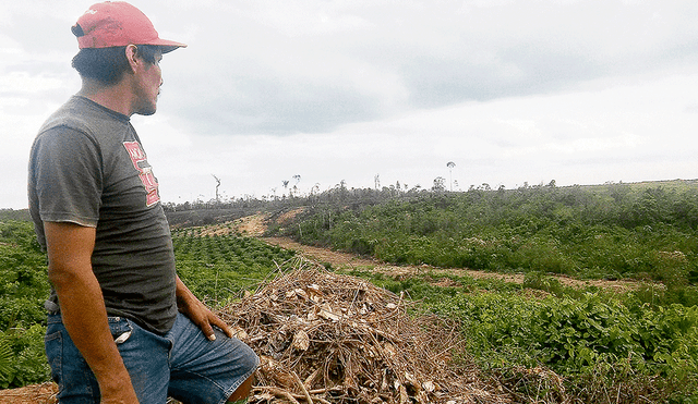 El negocio de la deforestación y del acceso a tierras en la Amazonía