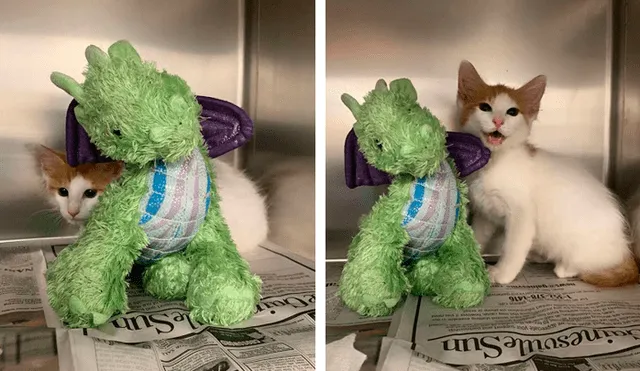 Desliza las imágenes para conocer la conmovedora historia de un gato bebé que visitó al veterinario con su peluche. Foto: Captura.
