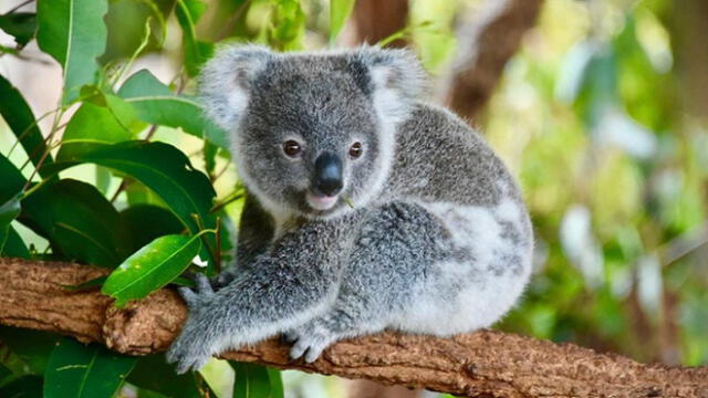 El koala de la isla Canguro es importante para la supervivencia de la especie en general.