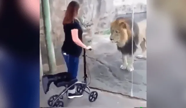 Facebook: fiero león ve a mujer embarazada y su reacción asombra VIDEO]