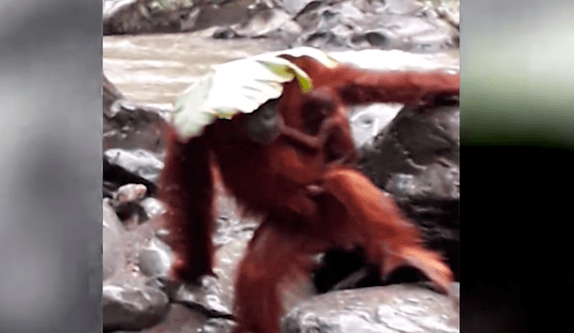 YouTube viral: mamá orangután usó enorme hoja para proteger a su bebé de las lluvias [VIDEO]