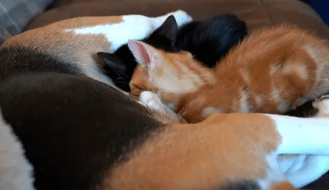 La dueña del can mostró detalles de la emotiva relación entre su perra Beagle y los dos pequeños felinos