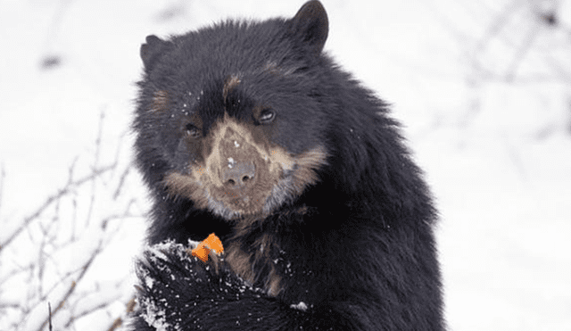 20 Animales en peligro de extinción y extintos en Perú 2019 [FOTOS]