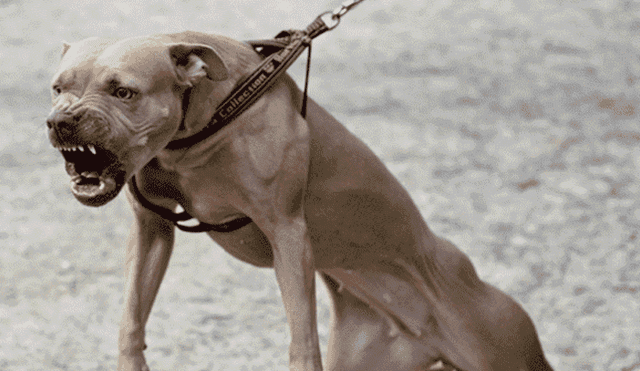 Apeseg advierte que es obligatorio que canes peligrosos cuenten con seguro