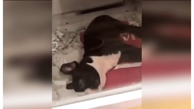 “Este cachorro está drogado”: denuncian a tienda de mascotas por dar sedantes a los perros [VIDEO]