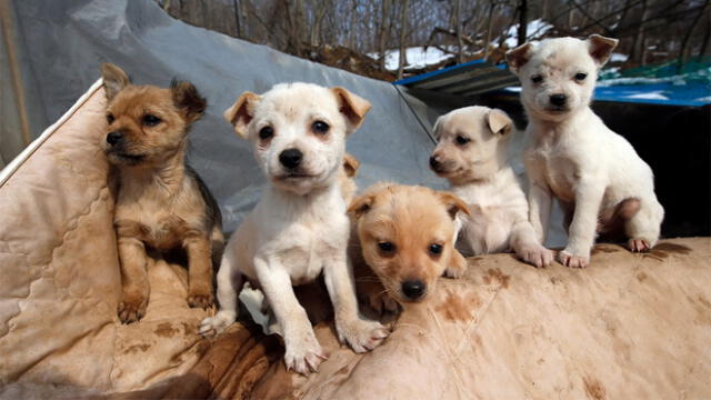 Corea del Sur toma esta importante decisión con respecto a la carne de perro