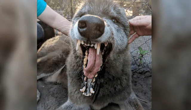 YouTube viral: perro mitad lobo deja atónitos a miles de usuarios por su enorme tamaño [VIDEO]