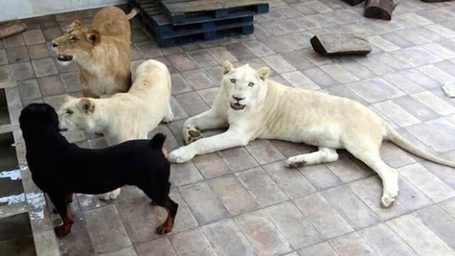 YouTube: conmoción en México porque empresario cría tres leones africanos en el techo de su casa [VIDEO]