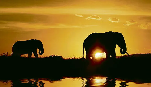 Botsuana acusa a EEUU de "alentar" la caza furtiva de elefantes