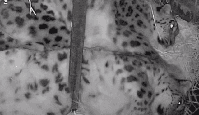 El cuidador de la pareja de leopardos de las nieves quedó sorprendido al ver la reacción de uno de los felinos al querer estirarse. Foto: captura