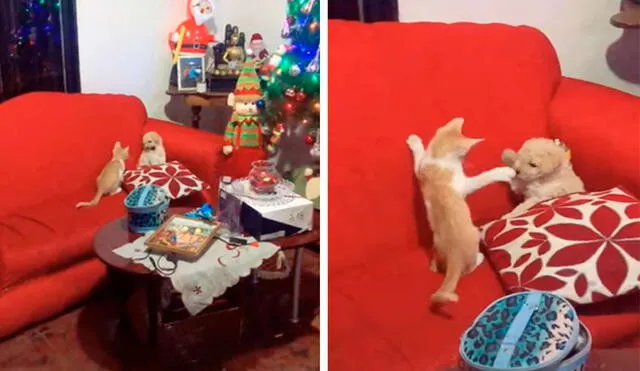 Desliza las imágenes para ver la curiosa escena que protagonizaron un gato y un perro bebé al quedarse solos por unos minutos. Foto: captura de TikTok