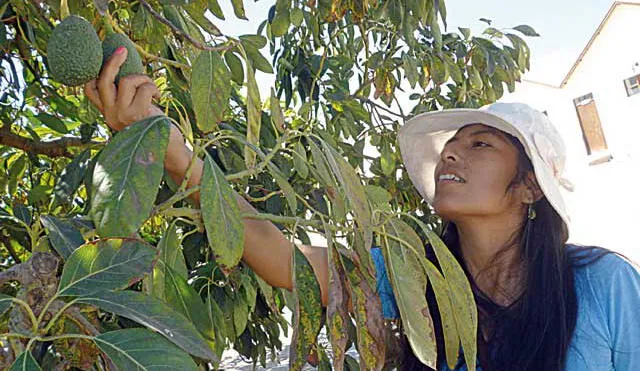 Tacna: Agroexportación del valle de Cinto superó las 9 mil toneladas  