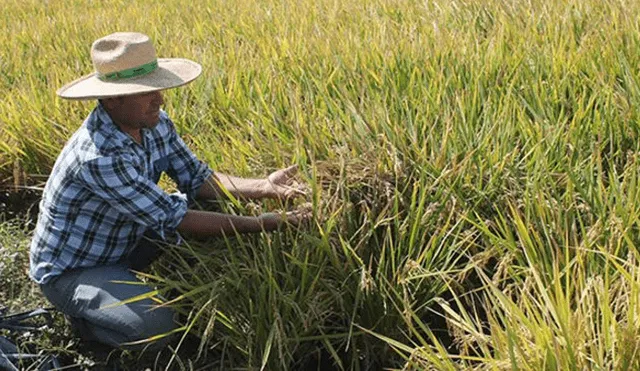 Minagri anuncia censo para conocer el stock nacional de arroz