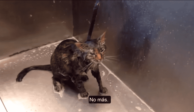 YouTube viral: Gato pide a su dueña que no lo bañe más [VIDEO] 