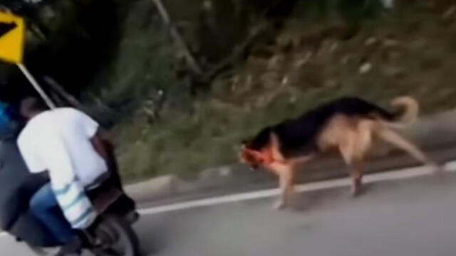 Youtube: Perrito fue amarrado a una moto y obligado a caminar cansado y sediento