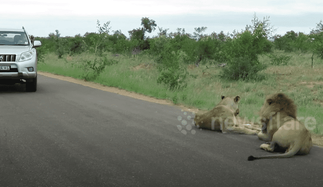 En YouTube se viralizó la reacción de león con turista que hacían safari.