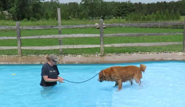 Facebook: perro de 9 años nada por primera vez y su logro conmueve a miles [VIDEO]