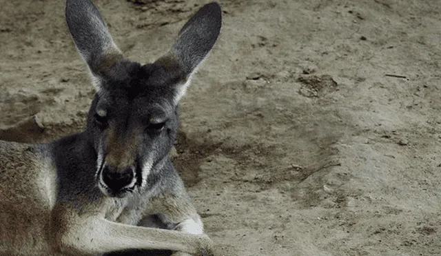 China: canguro muere luego de ser apedreado por visitantes de un zoológico