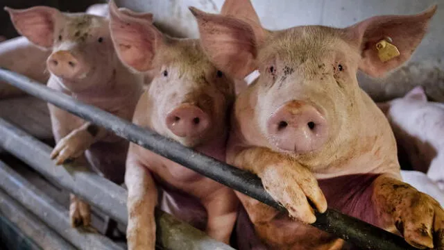 La gripe porcina AH1N1 apareció por primera vez en Estados Unidos y proviene de los cerdos. (Foto: AFP)
