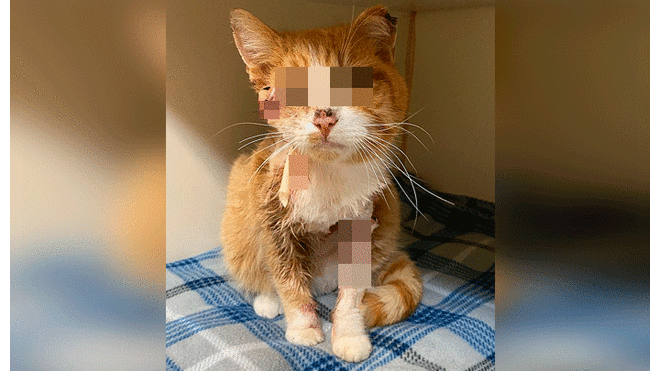 Gato sobrevivió cerca de una semana tras recibir flechazo en su cabeza