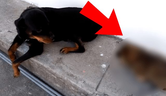 YouTube viral: extraña apariencia de rottweiler cachorro llama la atención de todo el mundo [VIDEO]