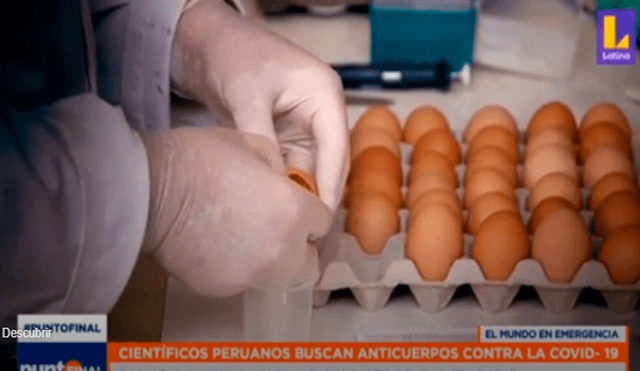 Los huevos de la gallina se convierten en una opción contra el coronavirus. Foto: Captura