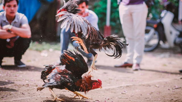 Varios activistas han criticado las peleas de gallos, debido a que las han considerado como maltrato animal.