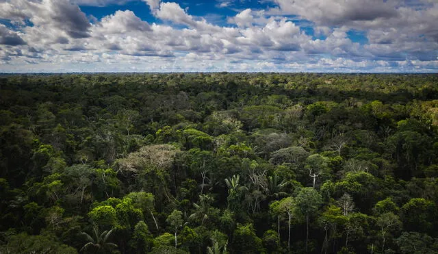 Estudio revela que dichas prácticas en la Amazonia complementan a las áreas protegidas.