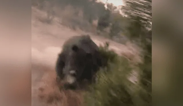 YouTube viral: turistas molestan a enorme rinoceronte en safari y este se venga de la peor forma [VIDEO] 