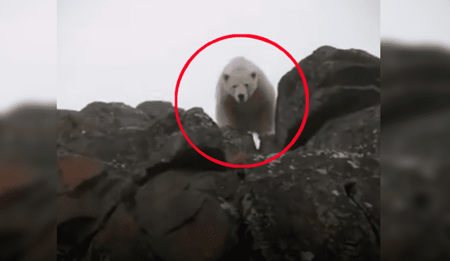 Reporteros fueron sorprendidos por el enorme depredador cuando estaban filmando un documental sobre sobre la conservación de los animales