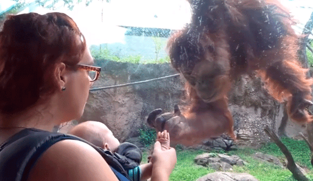 Facebook viral: orangután conoce a bebé por primera vez y conmueve a miles con su reacción [VIDEO]