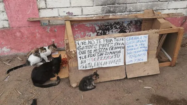 Independencia: gatos que salvaron de morir calcinados necesitan de un hogar  [FOTOS]