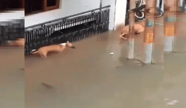 Perros son atacados por letal criatura que salió del río tras fuertes lluvias [VIDEO]