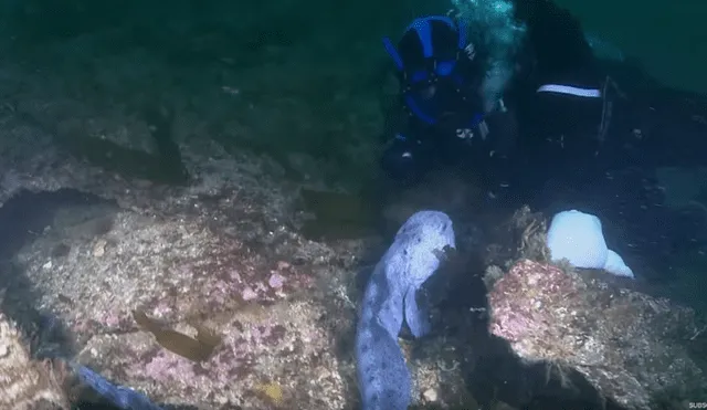 YouTube viral: 'monstruo marino' sale de su escondite para aterrar a buzo que estaba en océano [VIDEO]