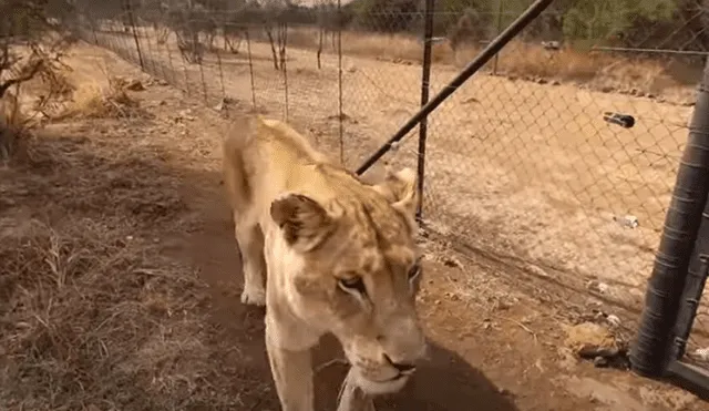 El hombre conmovió al reencontrarse con sus leones después de meses. Foto: Captura de YouTube.